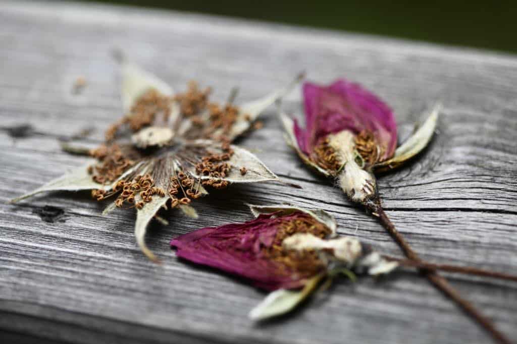 pressed rose buds and bracts on a wooden railing