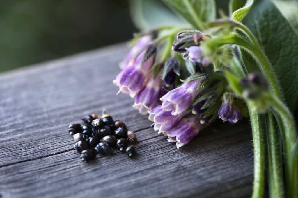 freshly harvested comfrey seeds and comfrey flowers on a wooden railing