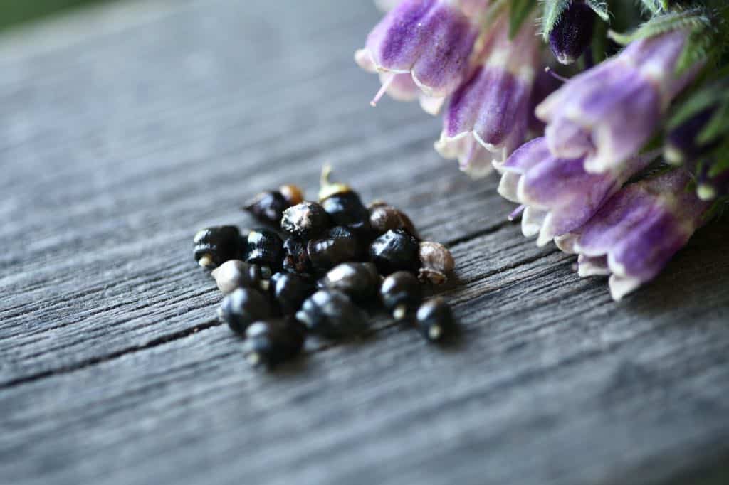 freshly harvested comfrey seeds next to purple comfrey flowers on a wooden railing