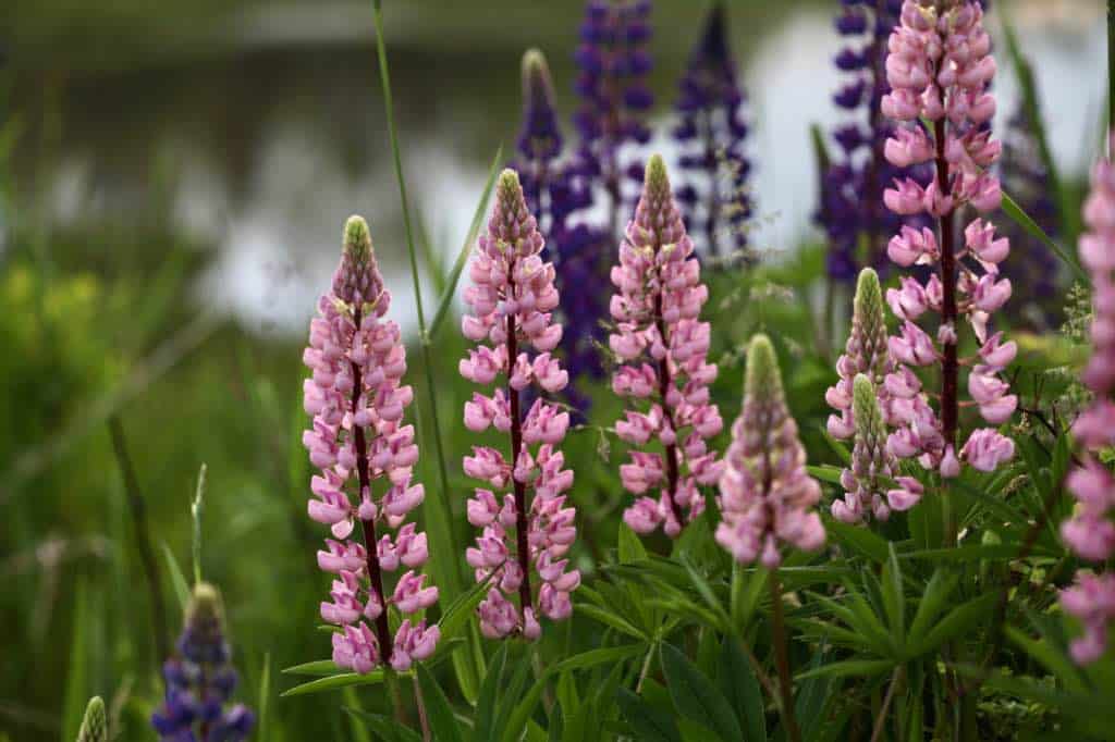 pink and purple lupines