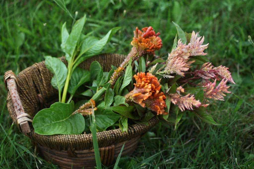 a basket full of freshly harvested celosia flowers