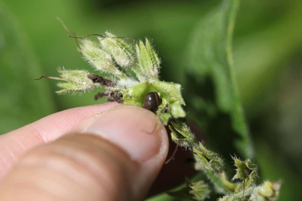 harvesting comfrey seeds