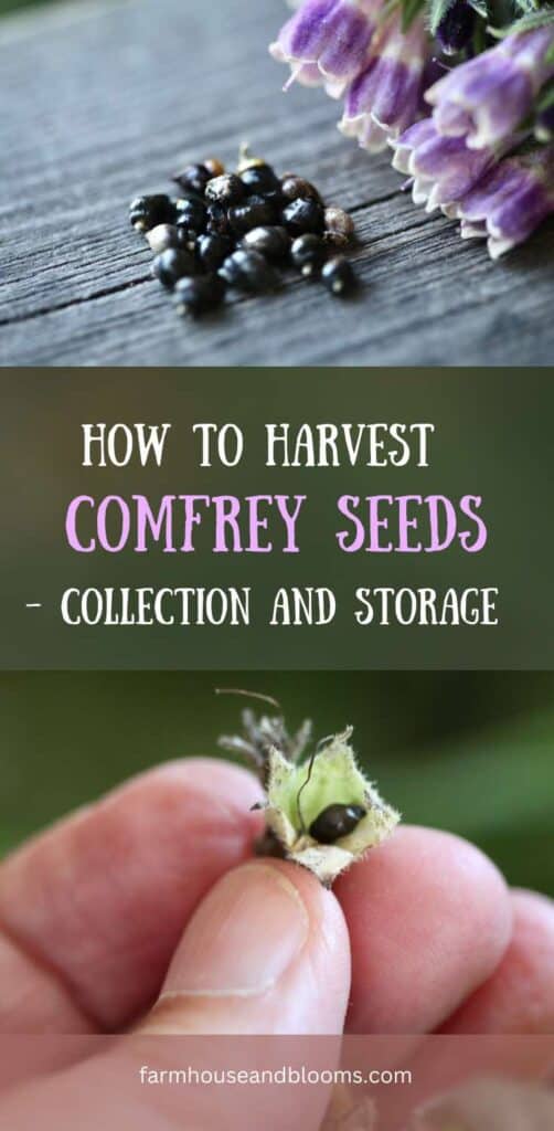 how to harvest comfrey seeds -pinterest pin