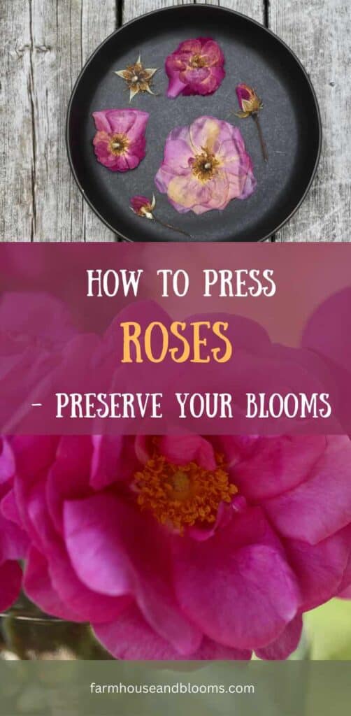how to press roses- pinterest pin