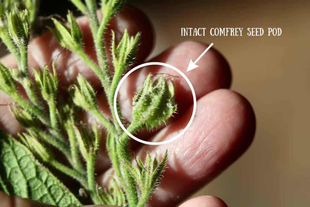 a hand holding a spent comfrey flower stem with an intact comfrey seed pod