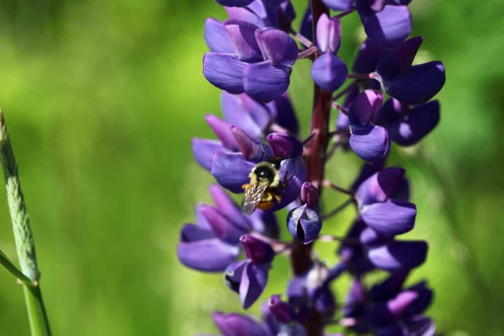 a bee on a purple lupine