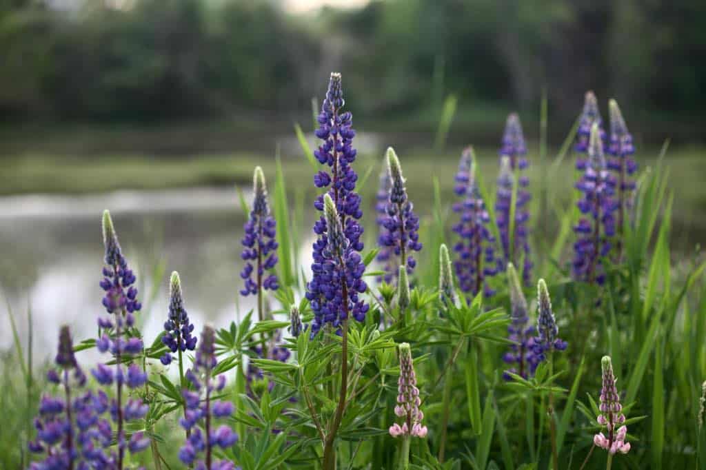 a stand of pink and purple lupines by a body of water