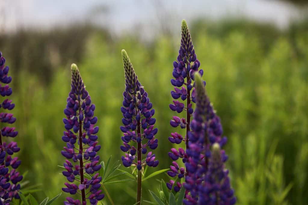 purple lupines in bloom