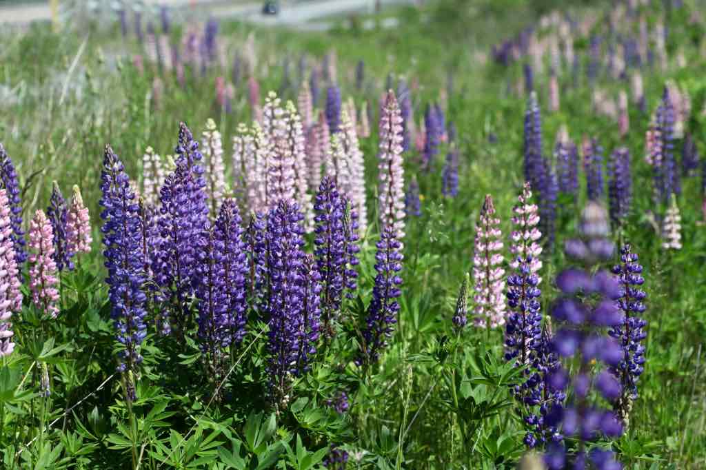 lupines growing on a hillside