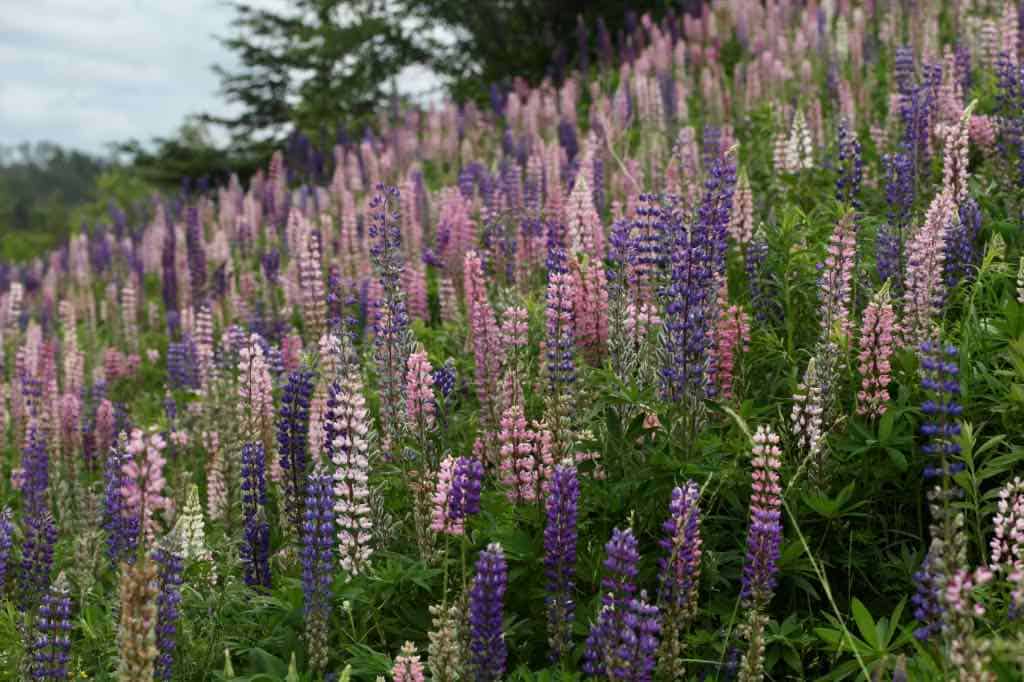 lupines growing on a hillside