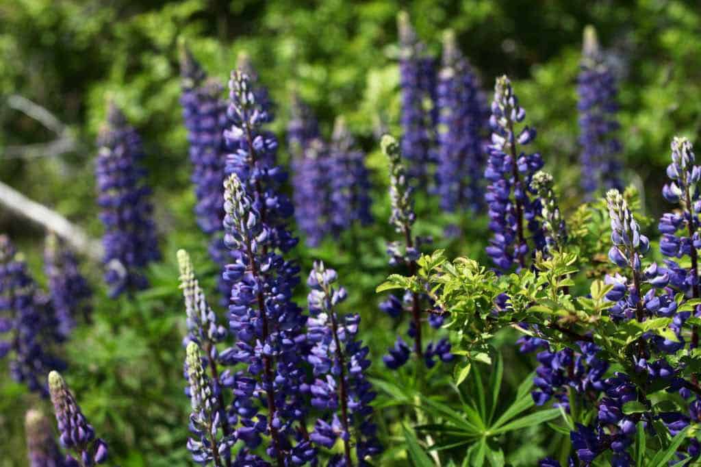 purple lupines in the sunlight