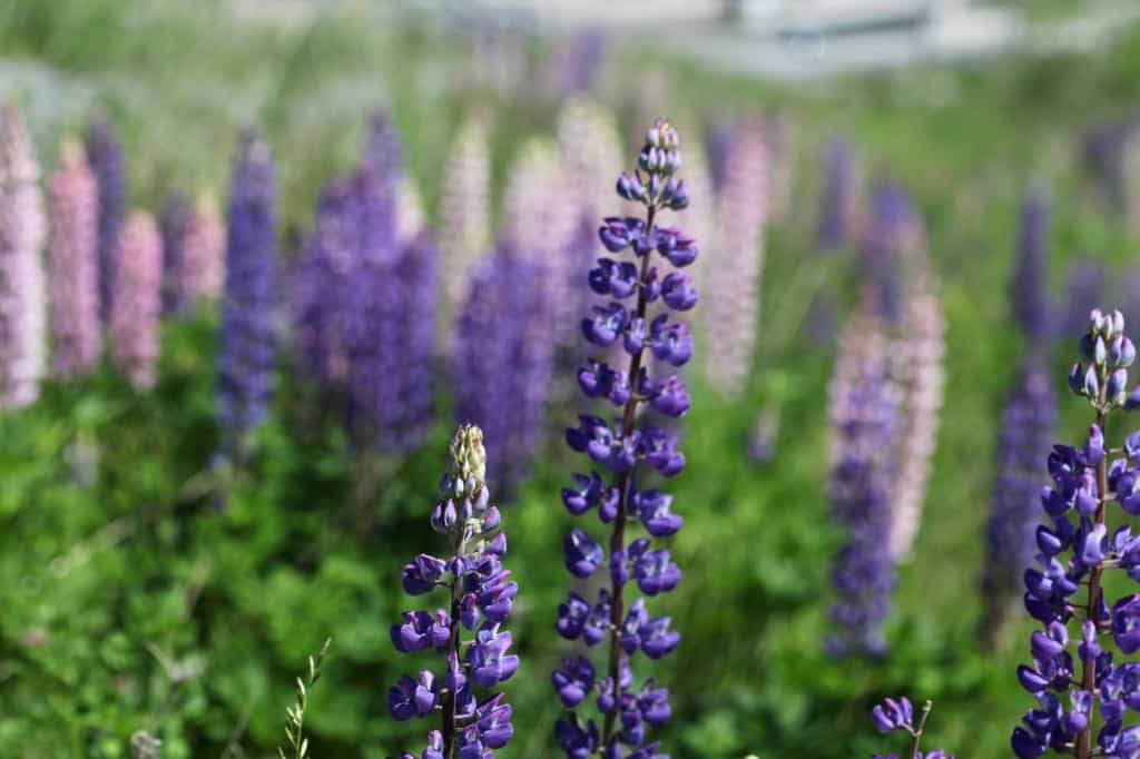 pink and purple lupines growing wild