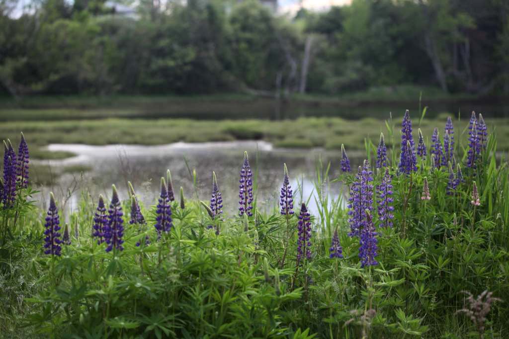perennial lupines growing by a body of water