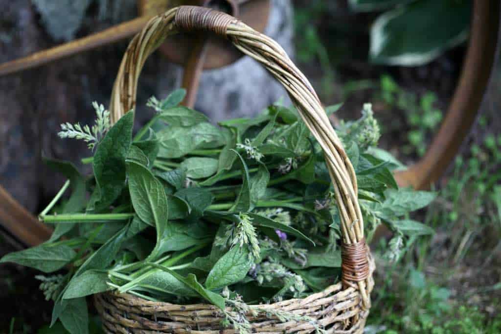 a basket of comfrey flower stems harvested for seed collection