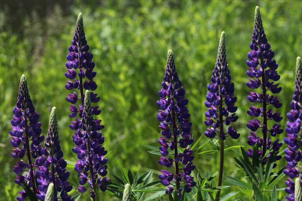 purple lupines in the garden