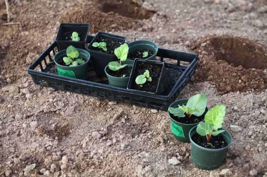 planting out rhubarb seedlings