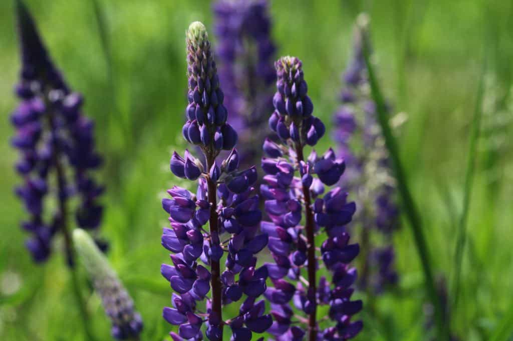 purple lupine flowers