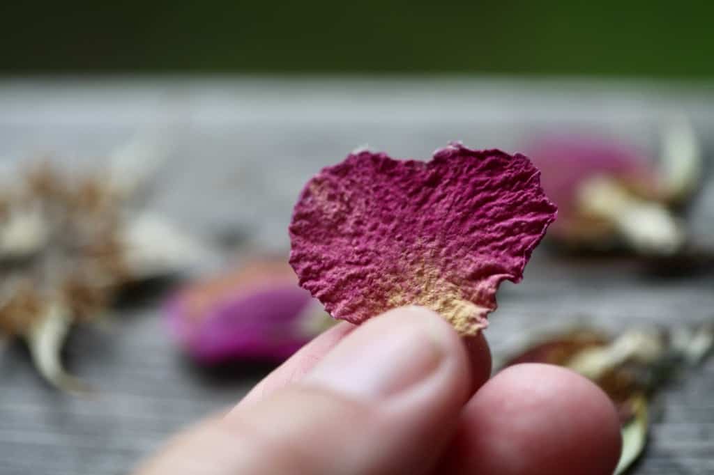 a hand holding a heart shaped pressed rose petal