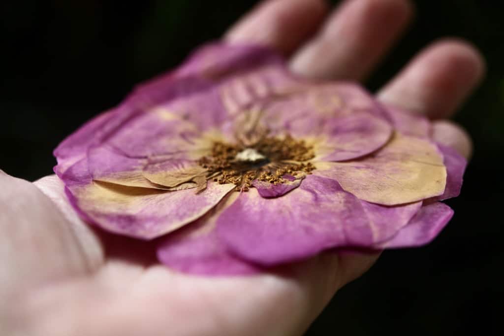 a hand holding a large pressed rose
