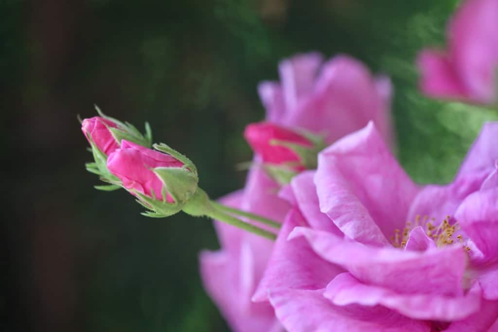 pink rose buds and rose blooms