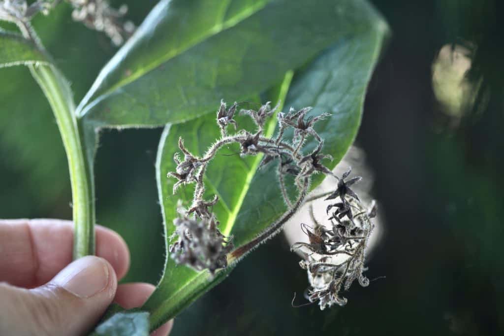 a hand holding a spent comfrey flower stem with seeds dispersed