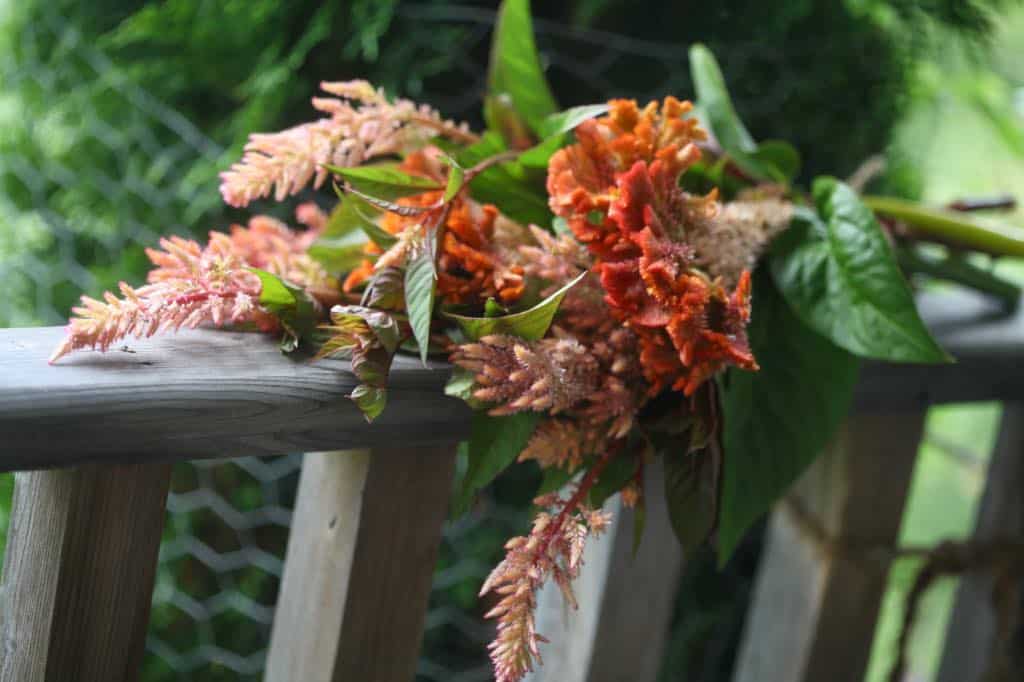 a bouquet of fresh celosia flowers on a wooden railing