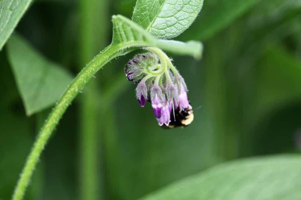 unfurling comfrey flowers