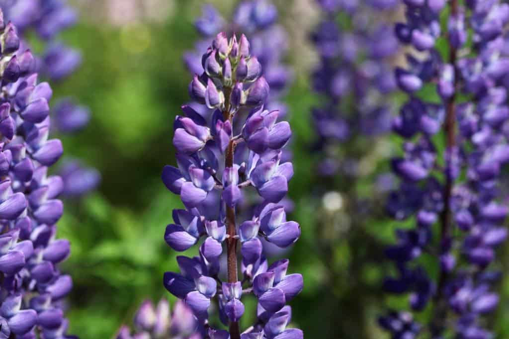 wild lupines in bloom