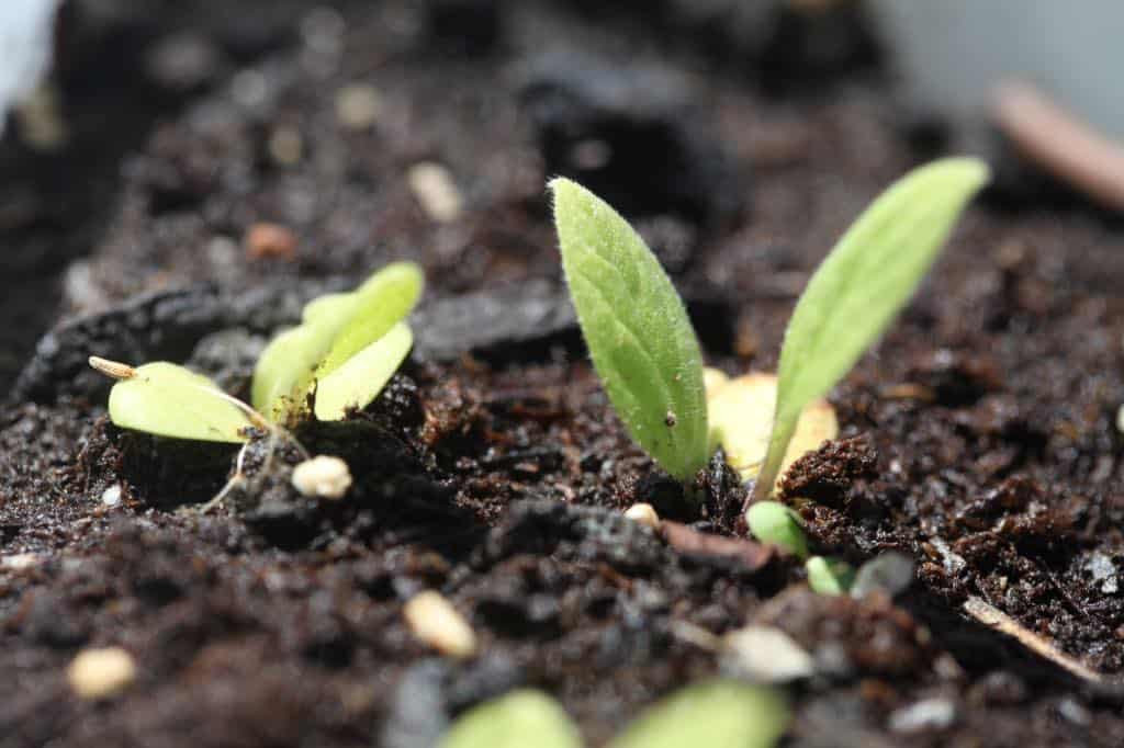 winter sown comfrey seedlings