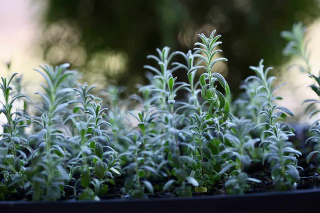 8 week old lavender seedlings planted from seeds indoors