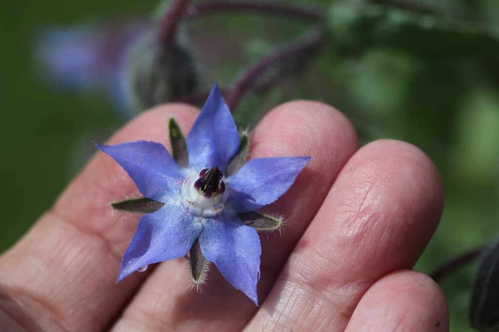a blue borage flower- notice the hairy bracts which will eventually fold in to become the seed head