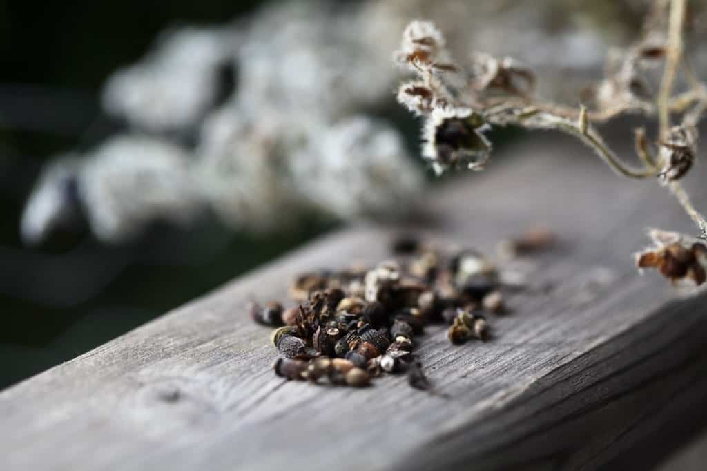 a mixture of borage seeds on a wooden railing