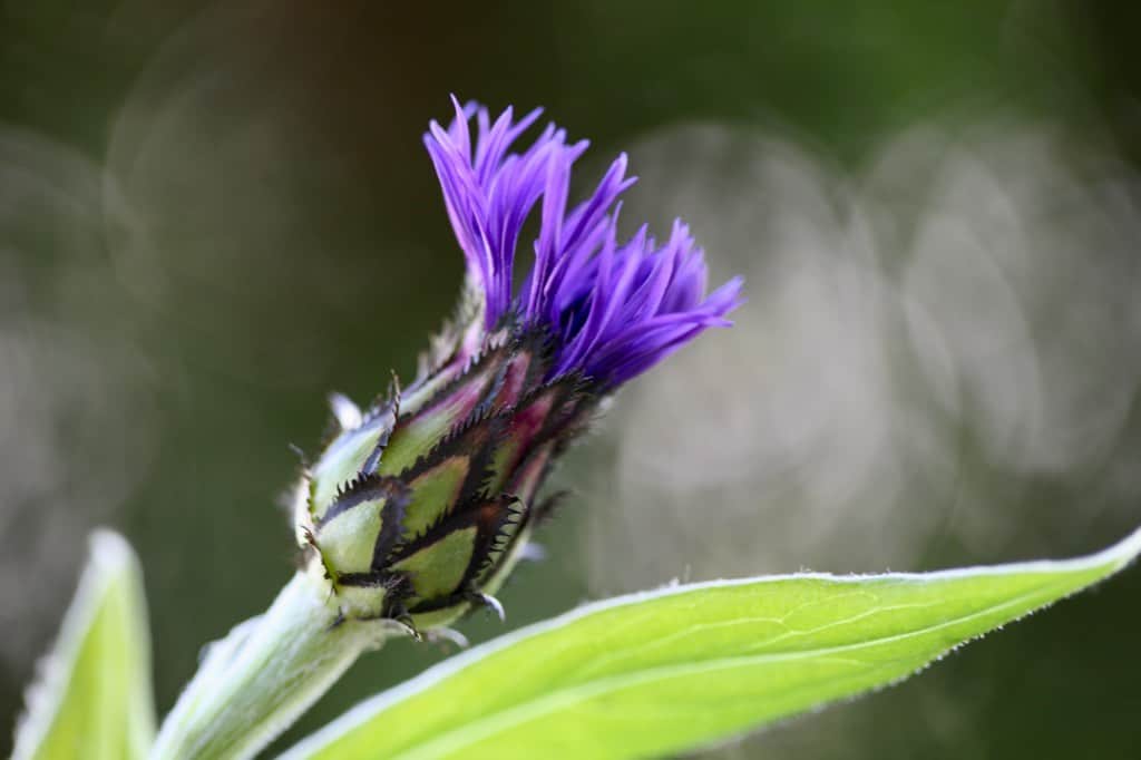 a new perennial bachelor button flower opening in spring