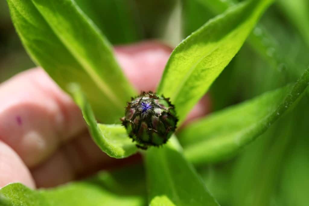 a perennial bachelor button flower bud