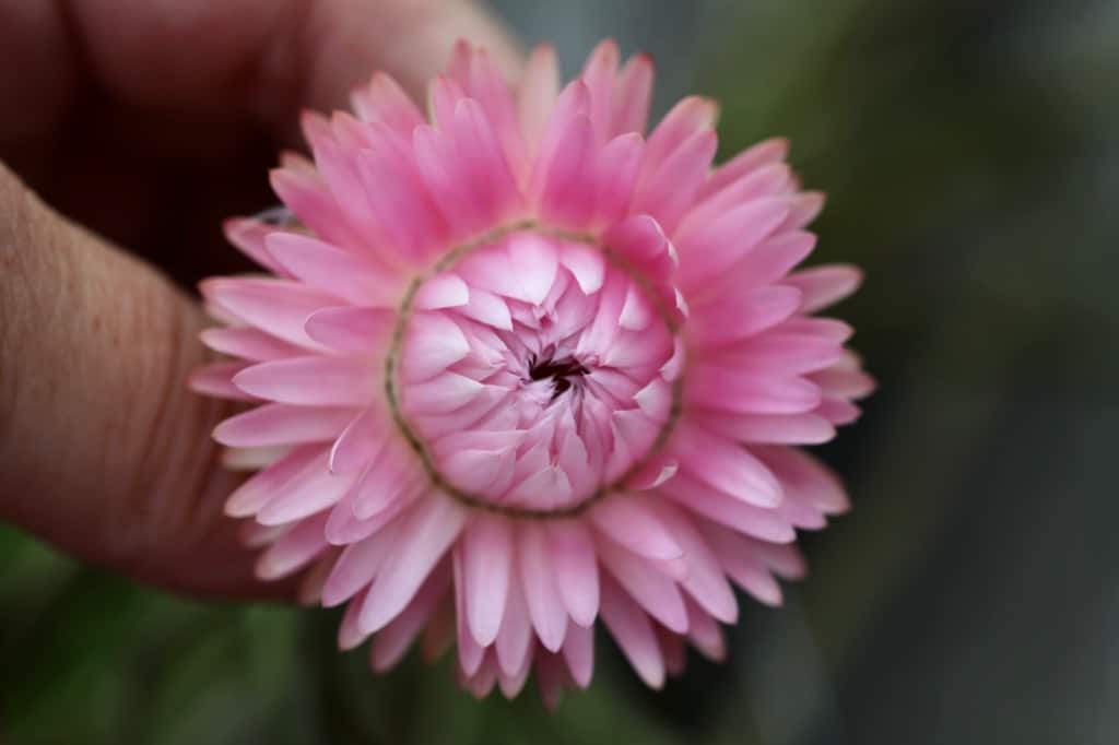 a perfectly dried strawflower picked at the perfect stage