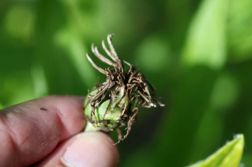 a spent perennial bachelor button flower