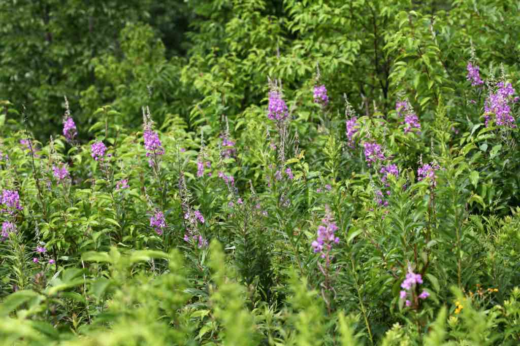 a stand of fireweed