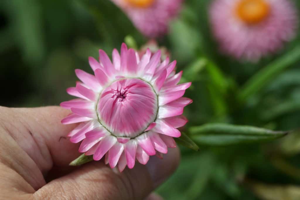 a strawflower at a perfect stage for harvesting for drying