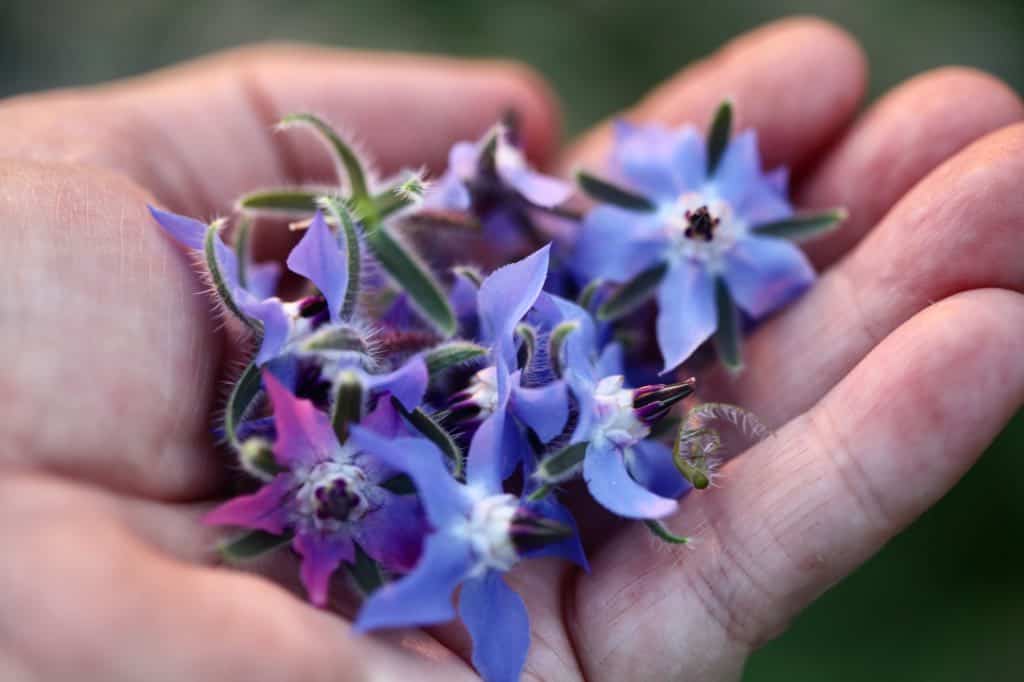 a handful of borage flowers