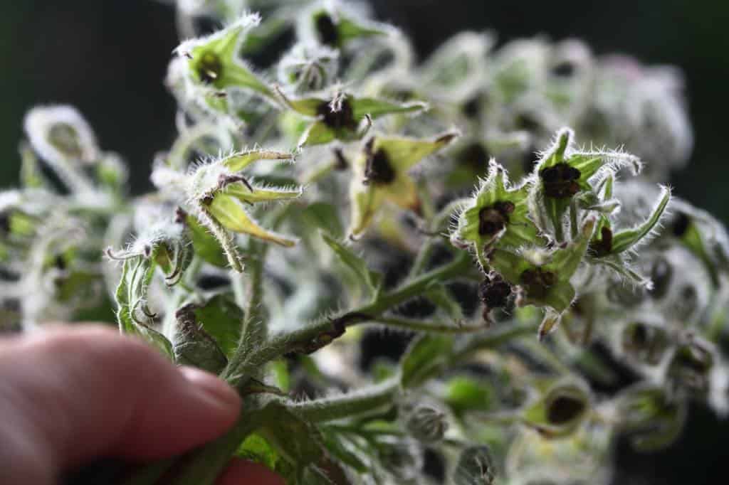 borage seed heads from the underside, displaying mature seeds