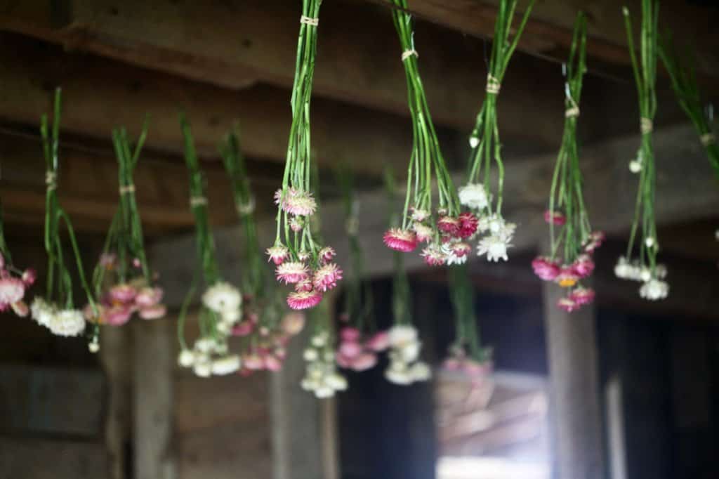 bunches of strawflowers hanging to dry