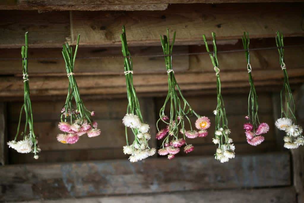 bunches of strawflowers hanging to dry