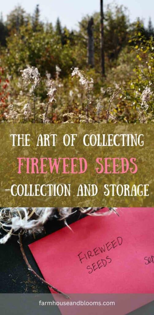 collecting fireweed seeds -pinterest pin
