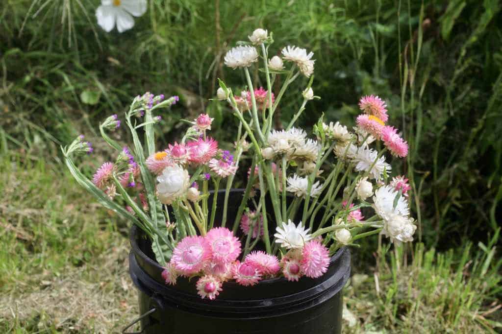 strawflowers in a bucket after harvest