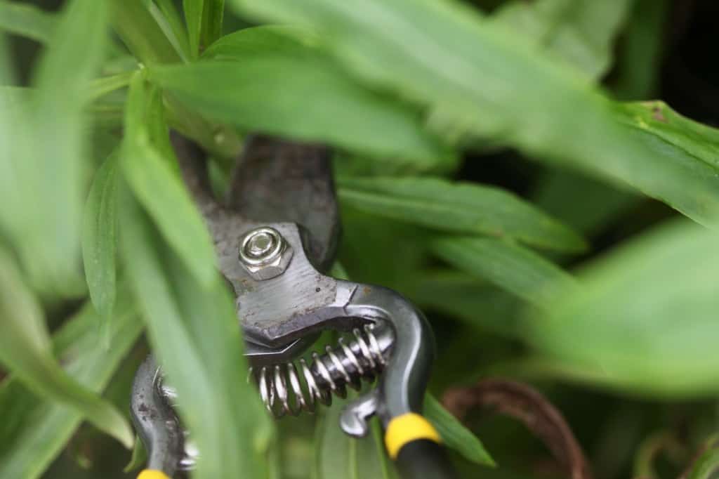 cutting a strawflower stem