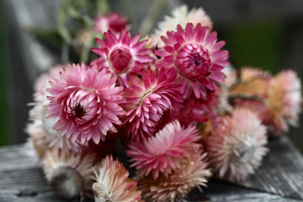 dried bunches of strawflowers