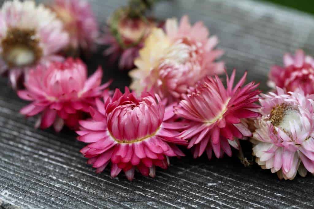 dried strawflowers on a wooden railing