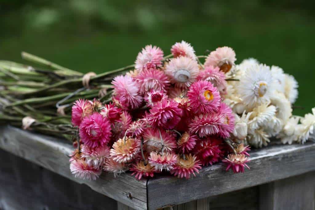 dried bunches of strawflowers