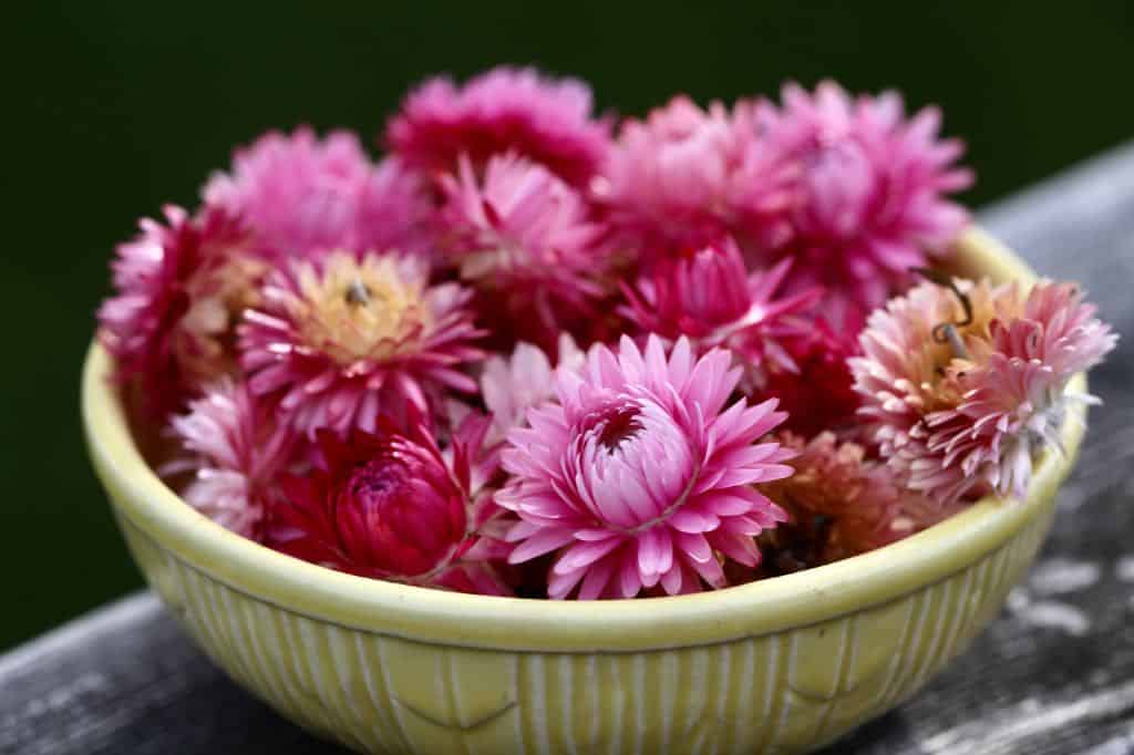 dried strawflowers in a bowl