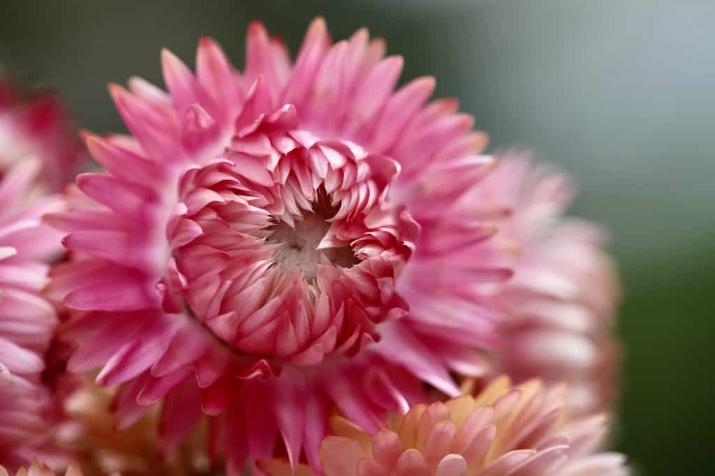 dried strawflowers 